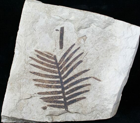 Jurassic Aged Cycad (Zamites) From France #12954